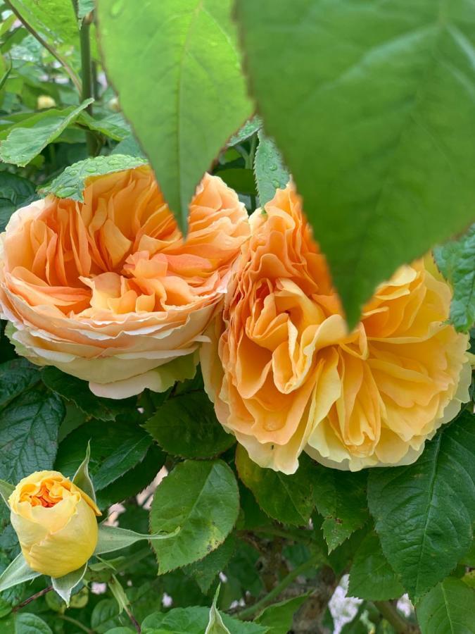 Sainte-Suzanne  Cote Jardin Bed & Breakfast エクステリア 写真